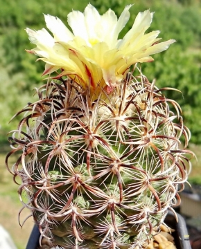 Coryphantha kracikii