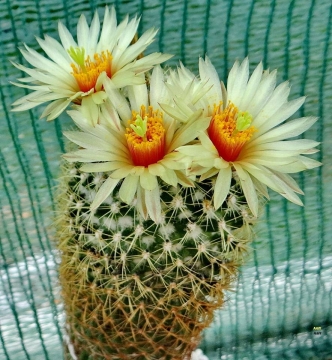 Coryphantha erecta