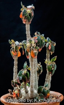 Dorstenia foetida