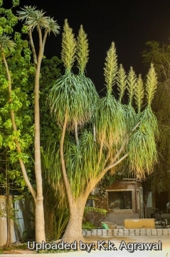Beaucarnea recurvata