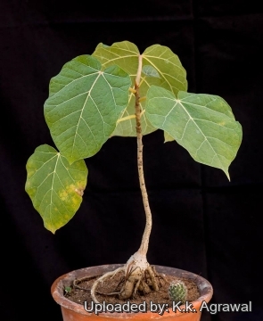 Ficus abutilifolia