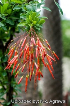 Fouquieria macdougalii