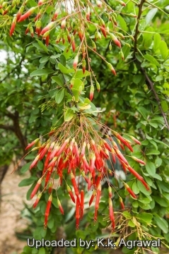 Fouquieria macdougalii