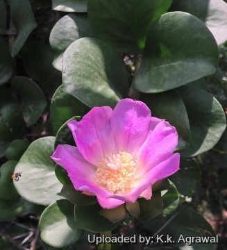 Pereskia grandifolia