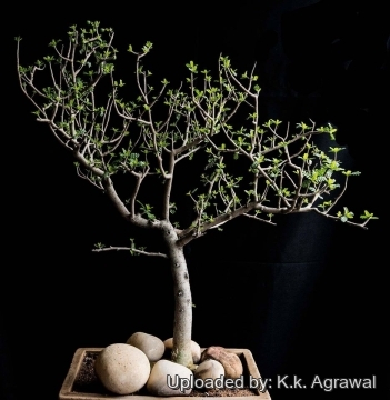 Bursera microphylla