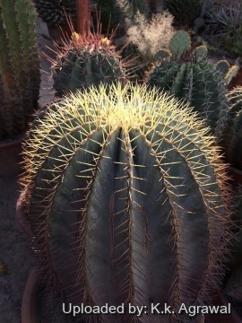 Ferocactus glaucescens