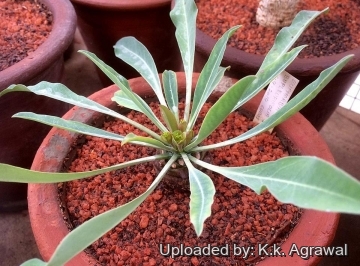 Euphorbia bupleurifolia