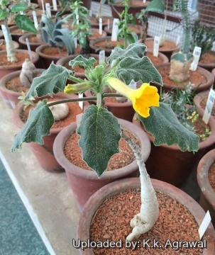 Uncarina roeoesliana
