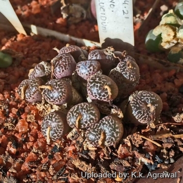 Conophytum pellucidum
