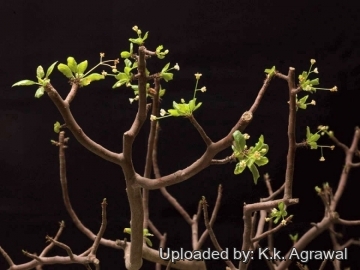 Bursera hindsiana