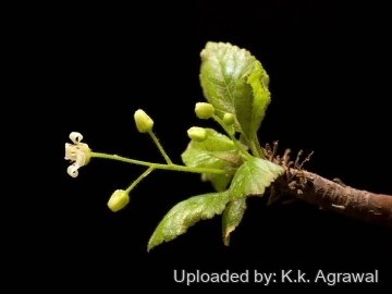 Bursera hindsiana