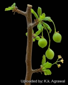Bursera hindsiana