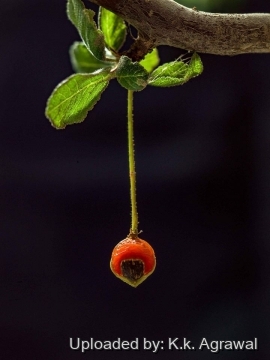 Bursera hindsiana