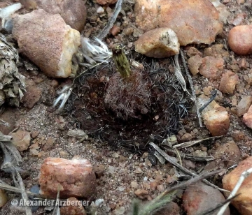 Frailea matoana