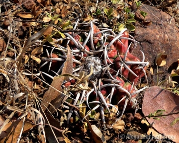 Discocactus silicicola