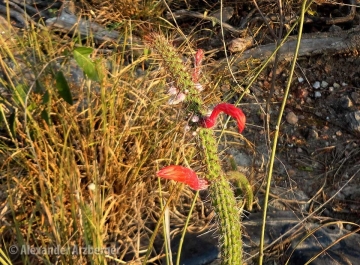 Cleistocactus baumannii