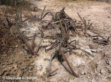 Cereus kroenleinii