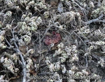 Gymnocalycium anisitsii subs. damsii