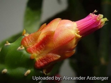 Nopalea cochenillifera