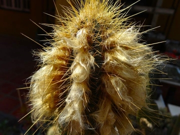 Pilosocereus juaruensis