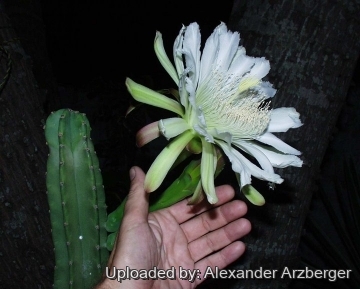 Cereus stenogonus