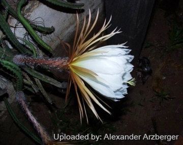 Selenicereus pteranthus