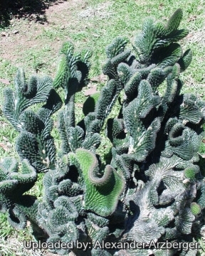 Praecereus euchlorus f. cristata