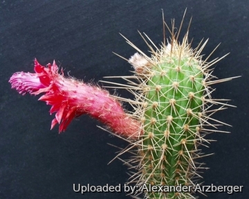 Cleistocactus samaipatanus