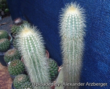 Pilosocereus lanuginosus subs. tillianus