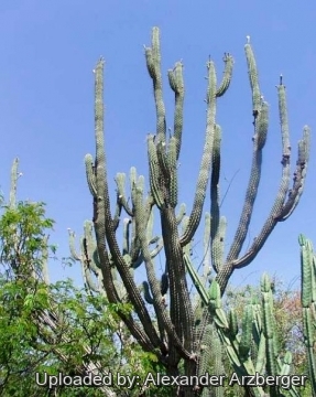 Stetsonia coryne