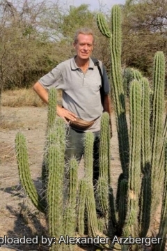 Stetsonia coryne