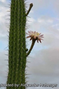 Stetsonia coryne