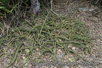 Cleistocactus baumannii subs. horstii