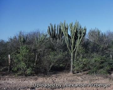 Cereus forbesii