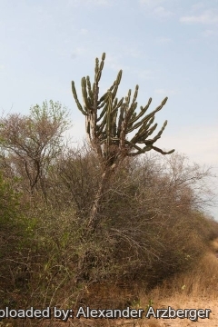 Cereus forbesii