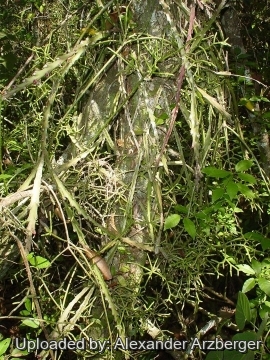 Rhipsalis cereuscula