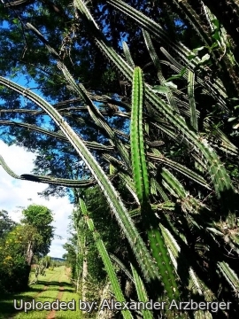 Praecereus euchlorus