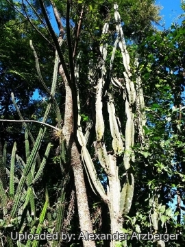 Praecereus euchlorus