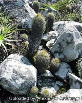 Parodia grossei