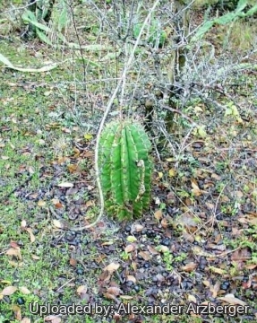 Echinopsis rhodotricha