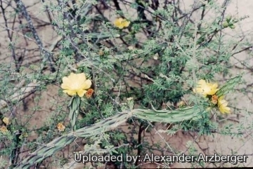 Opuntia anacantha var. retrorsa