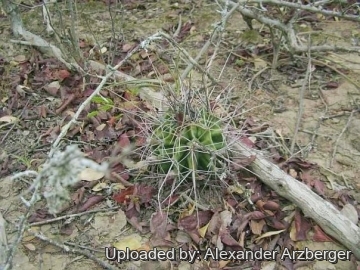 Echinopsis rhodotricha subs. chacoana