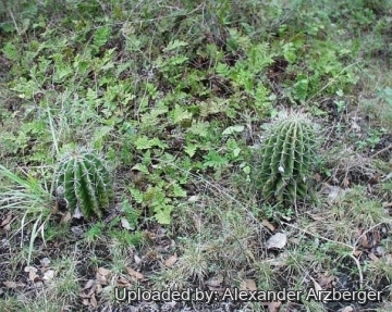 Echinopsis rhodotricha