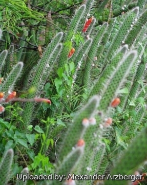 Cleistocactus baumannii