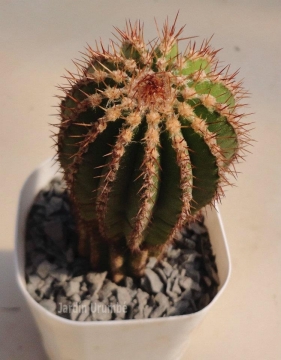 Arrojadoa bahiensis