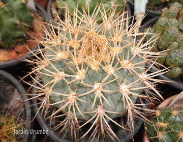 Gymnocalycium ochoterenae var. scoparium