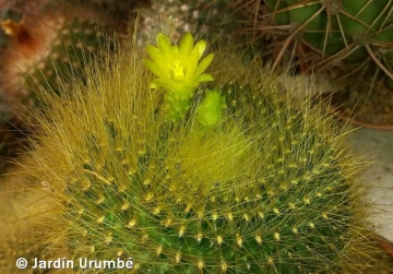 Brasilicactus graessneri var. flaviflorus