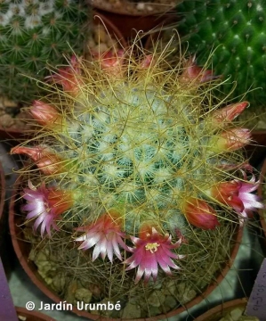 Mammillaria rekoi subs. leptacantha