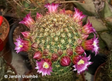 Mammillaria matudae