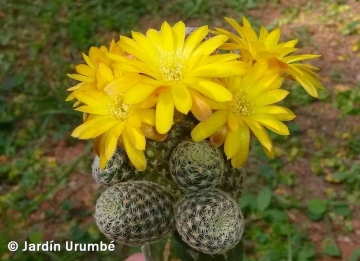 Sulcorebutia langeri